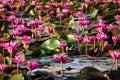 Lotus Flower Lake Royalty Free Stock Photo