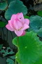 Lotus flower in lake Royalty Free Stock Photo