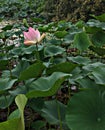 Lotus flower , lake , plants Royalty Free Stock Photo