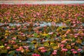 Lotus Flower Lake Royalty Free Stock Photo