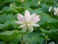 Elegant Lotus flower