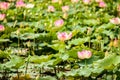 Lotus flower lake Royalty Free Stock Photo