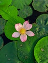 Lotus Flower and Leaf Floating On Water in Summer Royalty Free Stock Photo