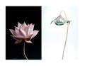 Lotus flower and leaf