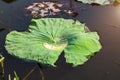 Lotus flower leaf in the pond, A drop of water on a green lotus leaf Royalty Free Stock Photo