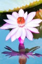 Lotus flower Royalty Free Stock Photo