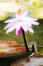 Lotus flower Royalty Free Stock Photo