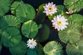 Lotus Flower and leaf in Pond water surface Top view outdoor