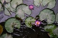 Lotus flower and leaf in water, top view photo. Oriental zen banner template with text place