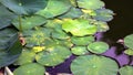 Lotus flower leafs and lotus flower plants on reflection of water garden. Royalty Free Stock Photo