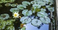 Lotus flower on water with reflection. Royalty Free Stock Photo