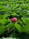 Lotus flower and leaves in pond in summer Royalty Free Stock Photo