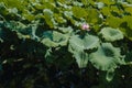 Lotus flower and leaves in pond, Suzhou, China Royalty Free Stock Photo