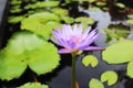 Lotus flower with light purple petals in the sun Royalty Free Stock Photo