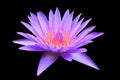 Lotus flower or lilly pink beautiful with clipping path isolated on black background and clipping path Royalty Free Stock Photo