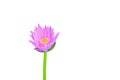 Lotus flower or lilly pink beautiful with clipping path isolated on white background and clipping path Royalty Free Stock Photo