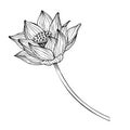Lotus flower in line art style. Hand drawn vector illustration of asian water lily in black and white colors for spa or Royalty Free Stock Photo