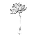 Lotus flower in line art style. Hand drawn vector illustration of asian water lily in black and white colors for spa or Royalty Free Stock Photo