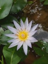 Lotus flower in the little pond