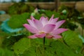 Lotus flower and Lotus flower plants.