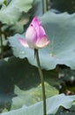 lotus flower and Lotus flower plants Royalty Free Stock Photo