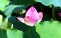 Lotus flower and Lotus flower plants Royalty Free Stock Photo