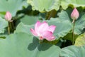 Lotus flower and Lotus flower plants in the pond and nature Royalty Free Stock Photo