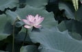 Lotus flower and Lotus flower plants Royalty Free Stock Photo