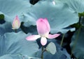 Lotus flower and Lotus flower plants Royalty Free Stock Photo