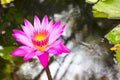 Lotus flower and Lotus flower plants Royalty Free Stock Photo