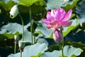 Lotus flower and Lotus flower plants