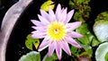 lotus Royalty Free Stock Photo