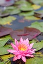 Macro photo of lotus flower it may be design to your design graphic Royalty Free Stock Photo