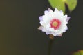 Macro photo of lotus flower it may be design to your design graphic Royalty Free Stock Photo