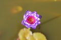 Macro photo of lotus flower it may be design to your design graphic Royalty Free Stock Photo