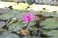 Lotus, national flower of India
