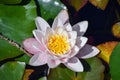 Lotus flower in mild morning sunshine Royalty Free Stock Photo