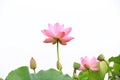 Lotus flower Royalty Free Stock Photo