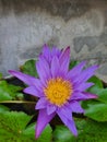 Lotus flower natural beutiful water lily Royalty Free Stock Photo