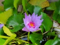 Lotus flower natural beutiful water lily Royalty Free Stock Photo