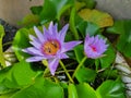 Lotus flower natural beutiful water lily Royalty Free Stock Photo