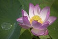 Lotus flower / lotus / nature of the Far East of Russia