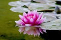 Lotus Flower Nature Garden Pond Water Gardening Water Plants Royalty Free Stock Photo