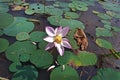 Lotus flower in nature. Lotus flower with green leaves. Aquatic plants on the pond. Royalty Free Stock Photo