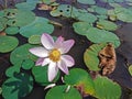 Lotus flower in nature. Lotus flower with green leaves. Aquatic plants on the pond. Royalty Free Stock Photo