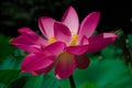 Lotus flower 3 Royalty Free Stock Photo