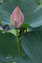 Lotus flower nelumbo nucifera Royalty Free Stock Photo