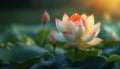 Striking lotus flower with pink and white petals glistens with dew drops, basking in the golden glow of the setting sun