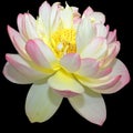 Lotus flower Nelumbo nucifera, known by a number of names including Indian Lotus Royalty Free Stock Photo