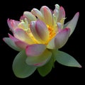 Lotus flower Nelumbo nucifera , known by a number of names including Indian Lotus, Royalty Free Stock Photo